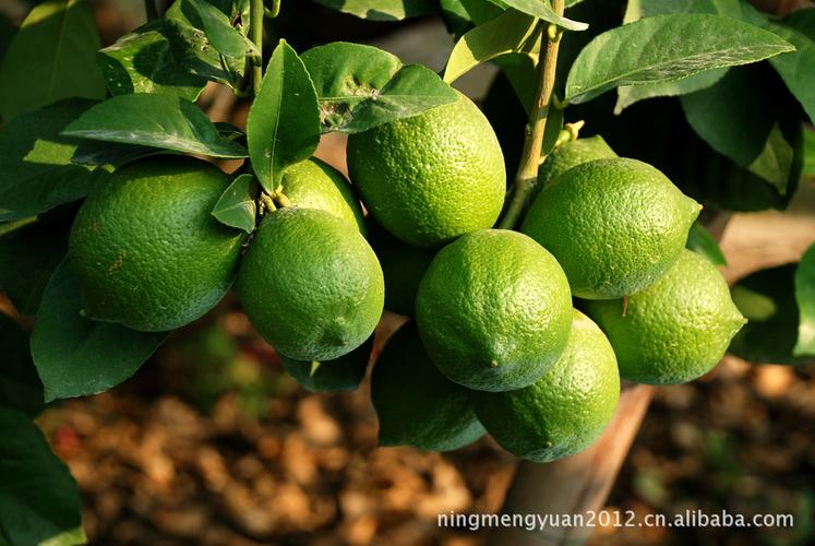 原料辅料,初加工材料 农产品 生鲜水果 柠檬 台湾品种青柠檬 专业种植