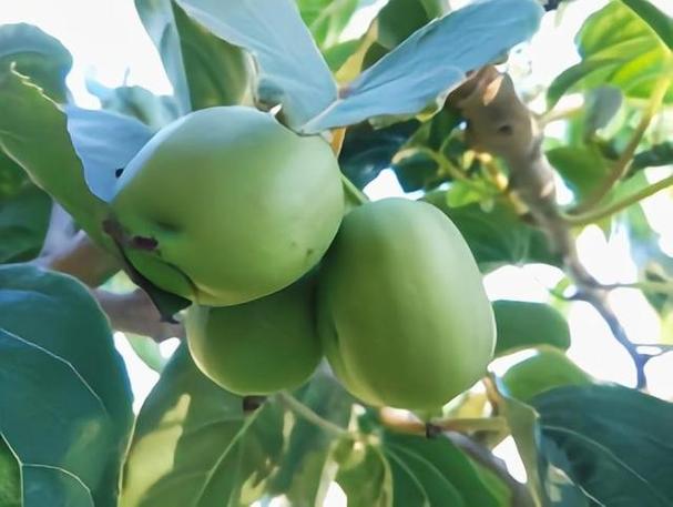 "新型水果"软枣猕猴桃,味道甜美,营养丰富,很适合家里种植
