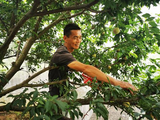 游客在兴业县龙安镇新塘村聚鑫水果种植基地喜摘三华李.