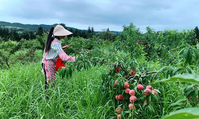 东山镇:发展多元化水果经济 助农致富增收