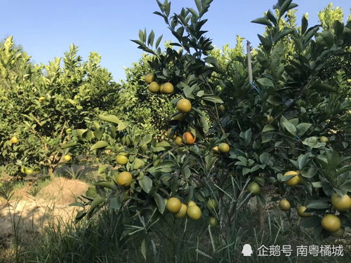 广东茂名小镇同时落户四个农业项目,总投资3.45亿元