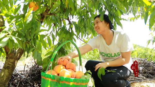 千城百县看中国 湖南东安 缤纷水果季 夏日果飘香